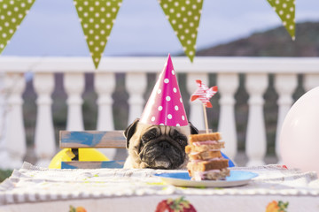 Pug wearing party hat at table with sandwich