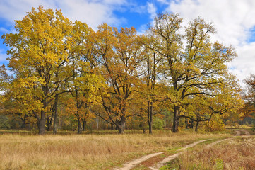 Autumn forest in Russia is amazingly beautiful