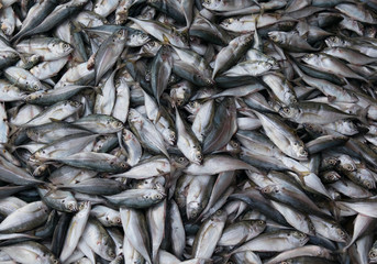 Obraz premium Fresh fish