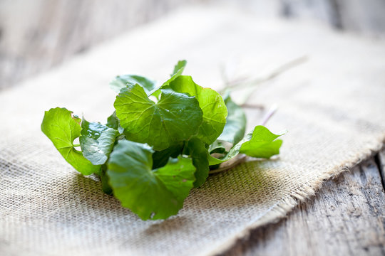 Asiatic pennywort on sackcloth