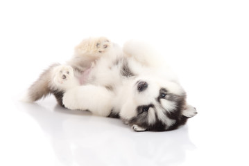 siberian husky puppy lying on white background isolated
