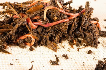 Red worms in compost. Macro shot.