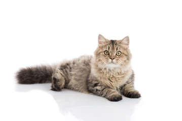 cat lying and looking on white background,isolated