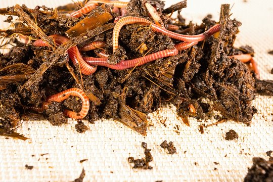 Red worms in compost. Macro shot.