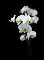 Naklejka na ściany i meble white orchid
