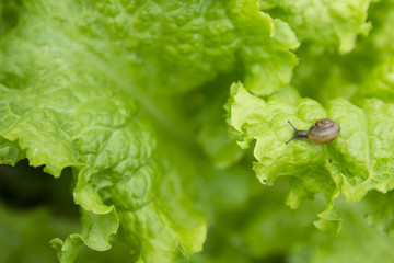 little snail on the leaf of lettuce