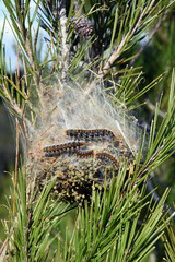 processionnaires du pin