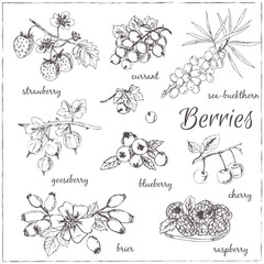 Vector illustration of berries for design menus, recipes and pac