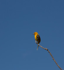 Yellow Oriole