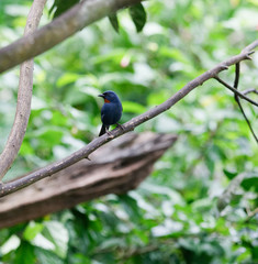 Orange quit bird of Jamaica