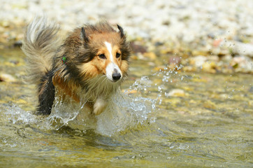 sheltie water fun