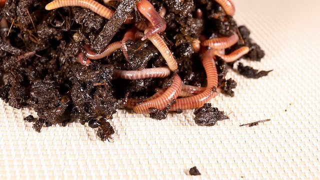 Red worms in compost. Macro shot.