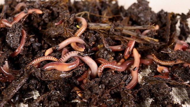 Red worms in compost. Macro shot.