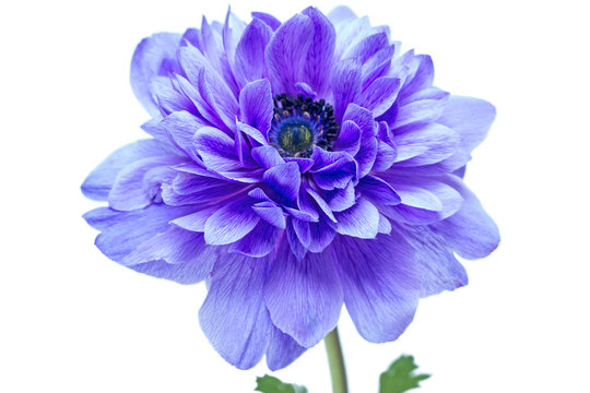 Fototapeta Beautiful blue flower
