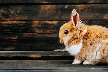 Obraz premium Cute fluffy bunny on wood background