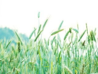ears of wheat in the countryside field ready to harvest