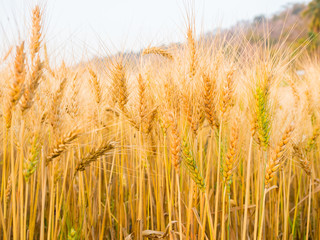 golden ears of wheat in the countryside field