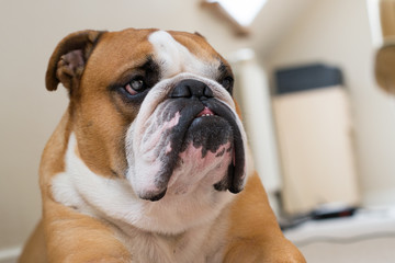 Fototapeta premium Portrait of serious calm English bulldog