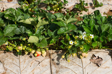 Fresh strawberries in the farm