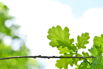 Branch with fresh green leaves and copy space. Selective focus of a branch with oak leaves and forest with blue sky in the background. Nature background in summer or springtime.