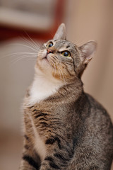 Portrait of a domestic gray striped cat