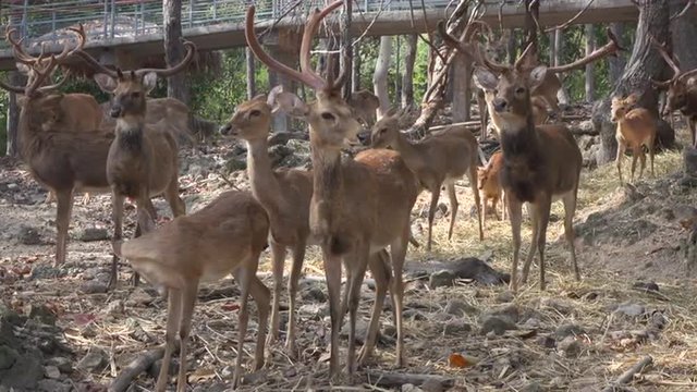 group of a deers  at the zoo. 4k video made at day.

