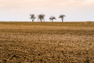 Tańczące drzewa © podlaski49