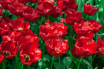 Red Tulips. Keukenhof Garden, Lisse, Netherlands
