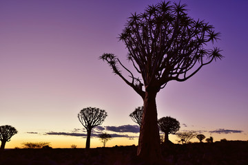 Fototapeta na wymiar Quiver Tree Forest Namibia