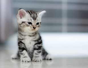 Cute American shorthair cat kitten