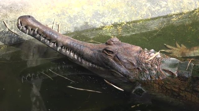 close up video of a fish-eating crocodile, gharial.  4k video made at day.
