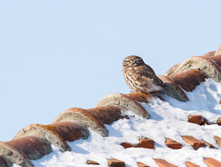 Little Owl (Athene noctua) on a snowy roof.