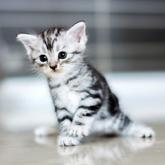 Cute American shorthair cat kitten