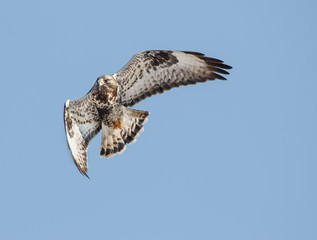 Rough-legged buzzard (Buteo lagopus) flying in the sky.