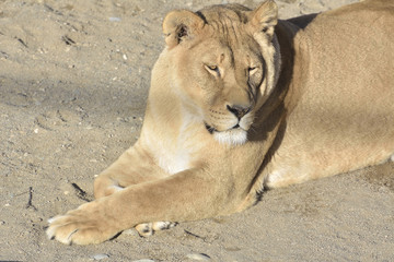 Lioness