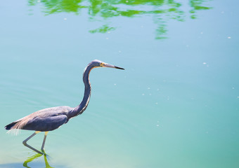 Wading through the Water