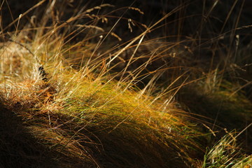 Herbe Illuminée