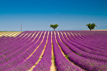 Fototapeta na wymiar Lavender flower blooming scented fields