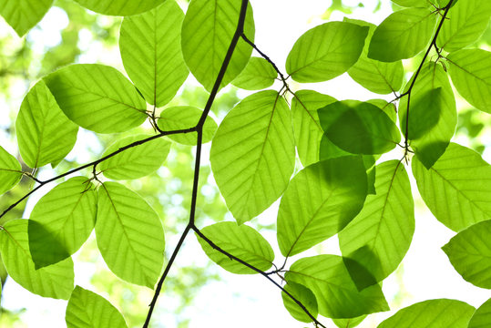 Beech leaves and sunbeam in a mixed forest. Spring scene with fresh leaves of a beech tree and bright sun. Focus on the foreground, selective focus of foliagé in a forest.