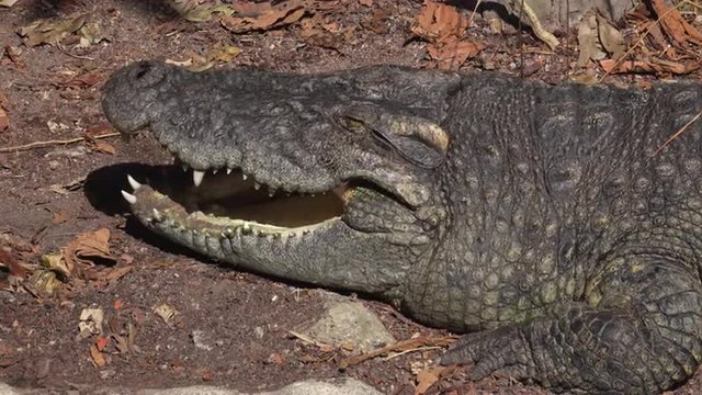 close up video of a crocodile with open  jaws.  4k video made at day.
