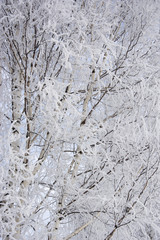 фон из березовых веток