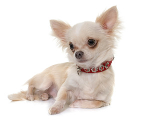 young longhair chihuahua