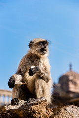 Indian monkey