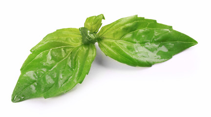 Wet basis leaves isolated on white