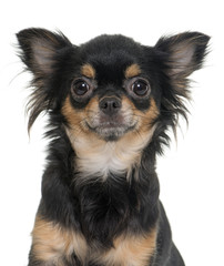 young longhair chihuahua