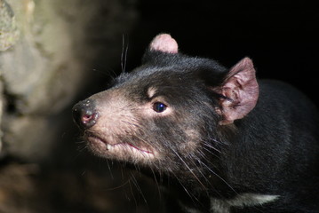 Tasmanian devil