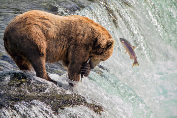 Grizzly Bear Catching Salmon