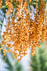 Date fruits on the tree. Close-up.