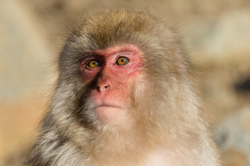 Cute monkey in Japan