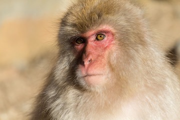 Lovely monkey in Japan